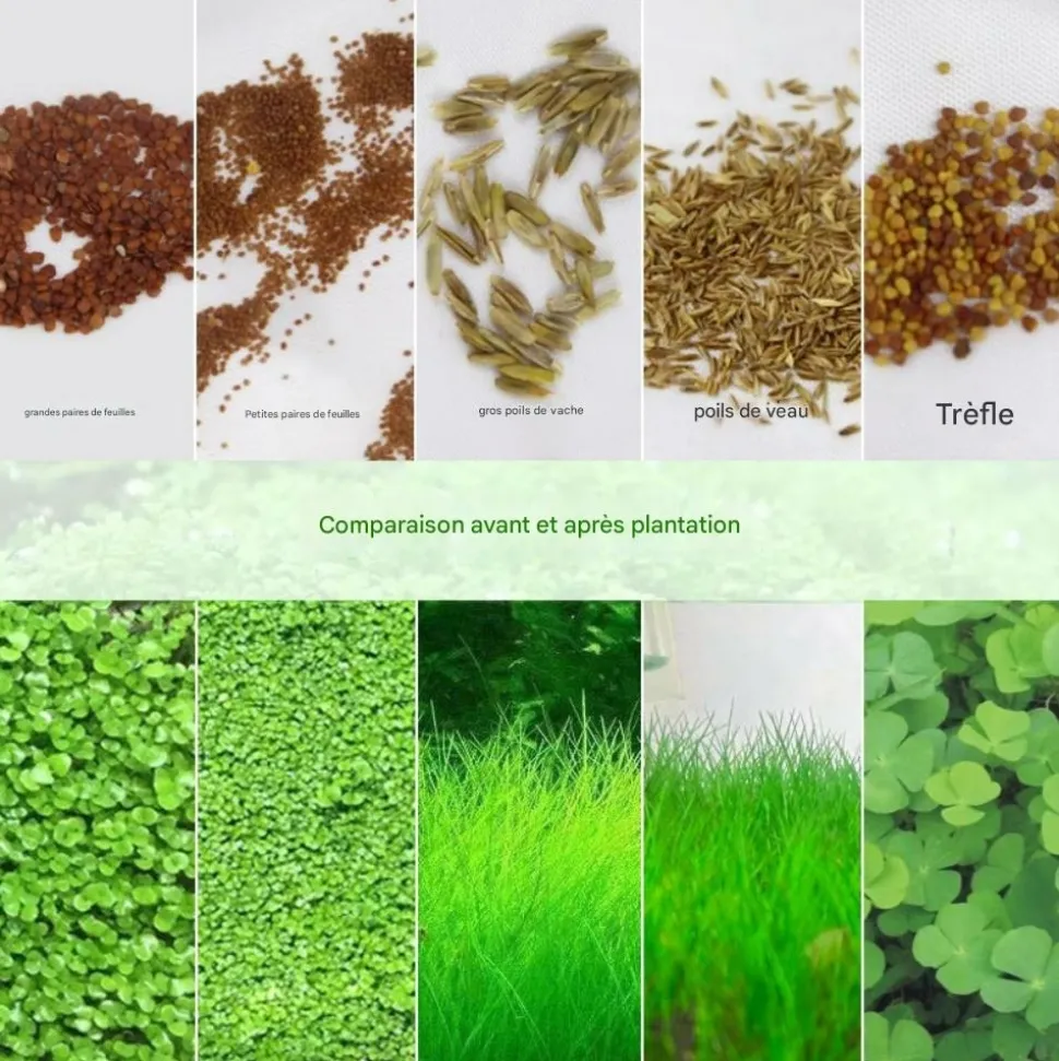 DOWNYPAWS - Graines d'herbe aquatique eleocharis parvula