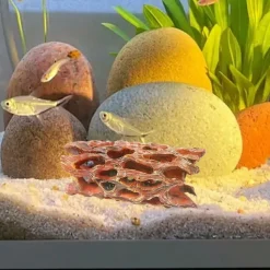 DOWNYPAWS - Grotte en mousse aquatique - habitat biofilm pour crevettes