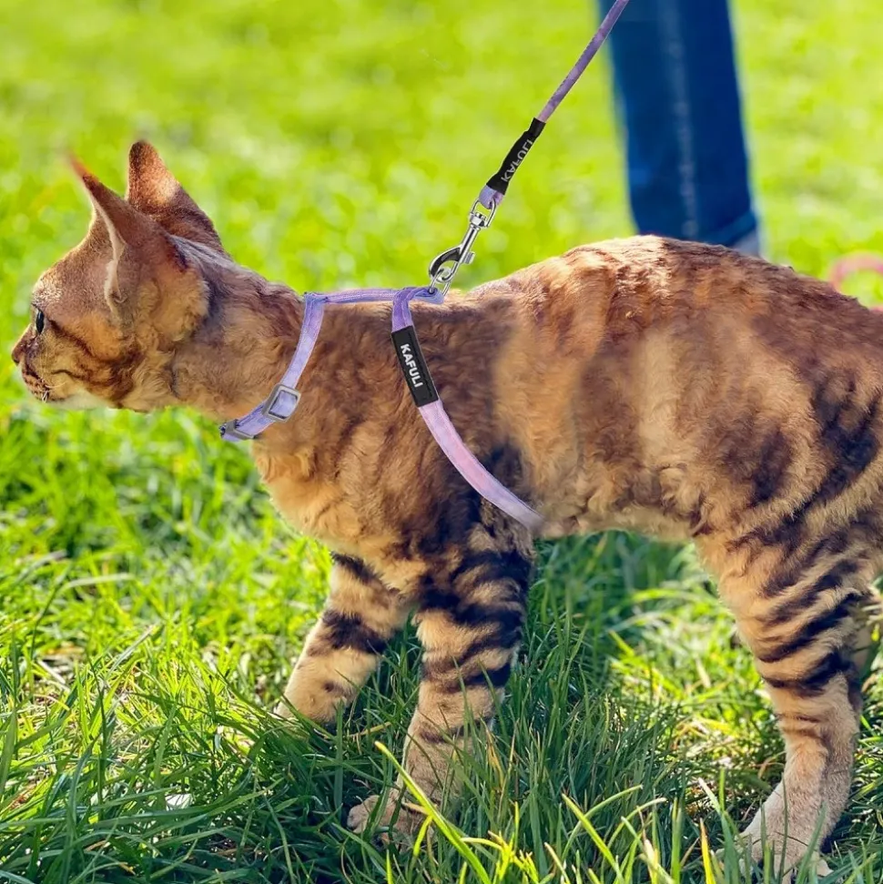 DOWNYPAWS - Harnachement et laisse pour chat m