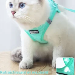 DOWNYPAWS - Harnais pour chats et chiens m
