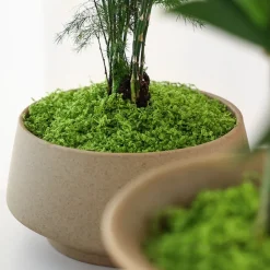 DOWNYPAWS - Mousse artificielle à grains fins pour gazon en pot 50 g vert clair