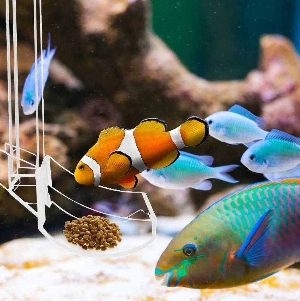 DOWNYPAWS - Plateau de nourriture transparent pour aquarium & crevettes m