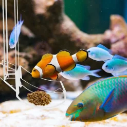 DOWNYPAWS - Plateau de nourriture transparent pour aquarium & crevettes s