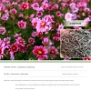 DTOPBUYAGE - Dtopbuyage - cosmos short stem, couleurs mélangées, 1 000 pièces