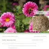 DTOPBUYAGE - Dtopbuyage - graines d'aster 1000 gélules