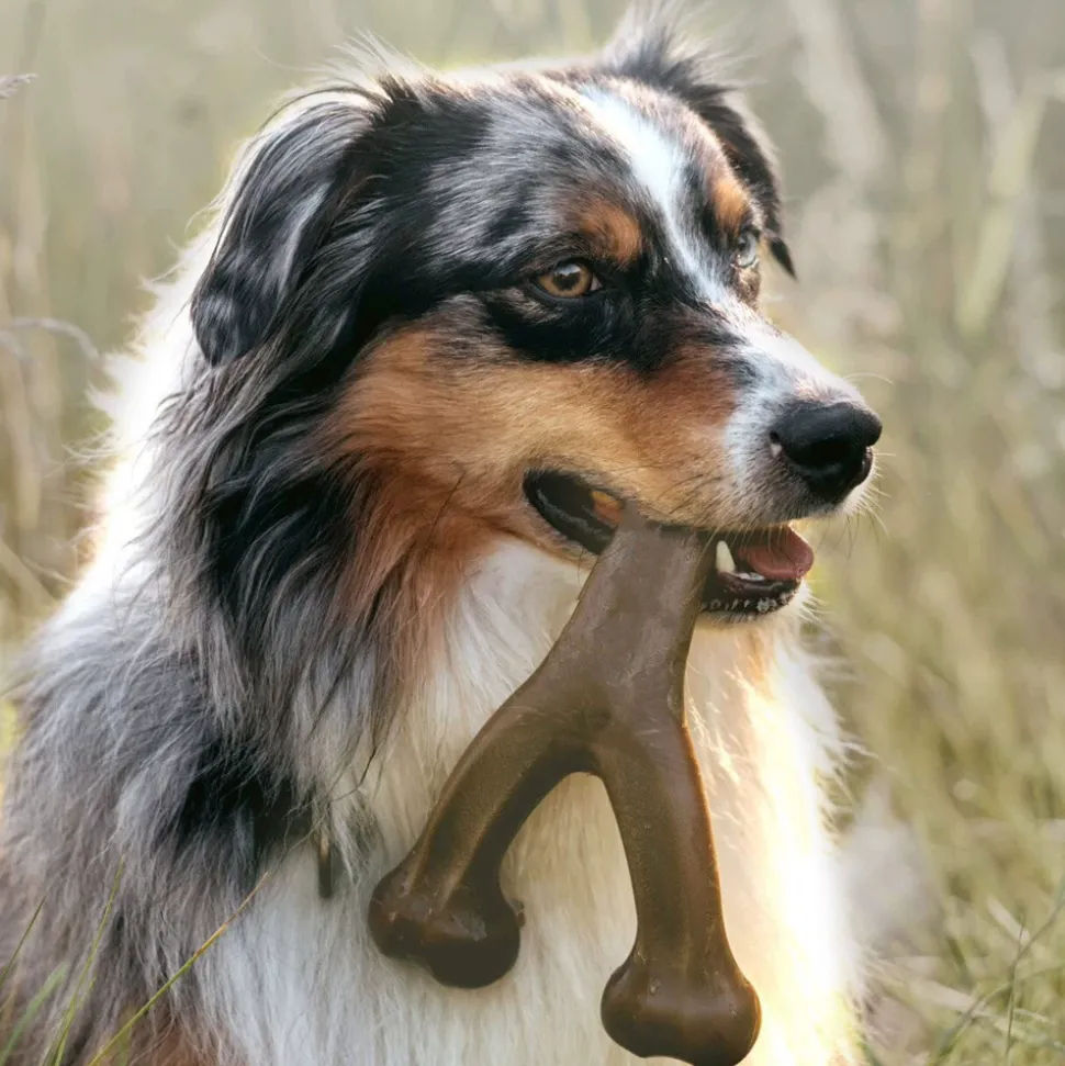 DTOPBUYAGE - Dtopbuyage wishbone pour chiens