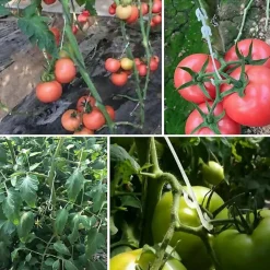 DTOPBUYAGE - Lot de 50 pinces à tomates en j 16cm dtopbuyage