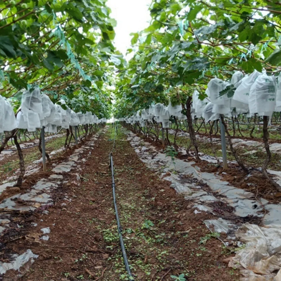 DTOPBUYAGE - Sachets de protection pour fruits en non - tissé épais avec cordon 30*38cm 50 pièces dtopbuyage