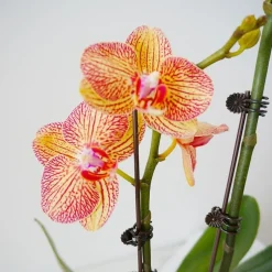 DTOPBUYAGE - Supports pour orchidées papillon support 30cm 10 pièces dtopbuyage