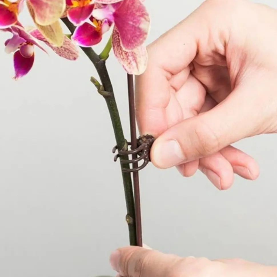 DTOPBUYAGE - Supports pour orchidées papillon support 30cm 10 pièces dtopbuyage