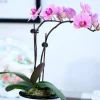 DTOPBUYAGE - Supports pour orchidées papillon support 40cm 10 pièces dtopbuyage