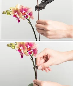 DTOPBUYAGE - Supports pour orchidées papillon support 40cm 10 pièces dtopbuyage
