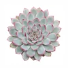 Echeveria 'Sky Pearl' : pot D.12cm