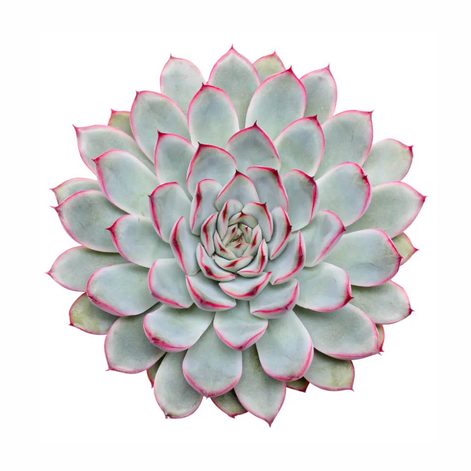 Echeveria 'Sky Pearl' : pot D.12cm