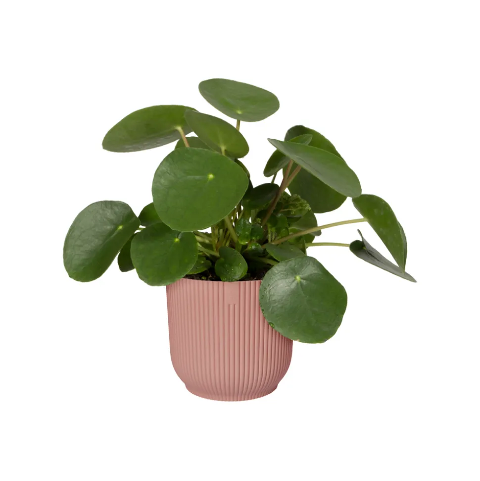 ELHO - Cache-pot "Vibes fold", coloris rose poudré - D.22cm