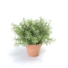 EMERALD - Romarin, en pot terra cotta Ø 9 cm