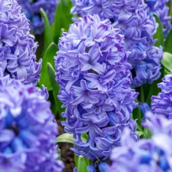 ERNEST TURC - Bulbes de jacinthes de Bretagne 'Bleu' - x5