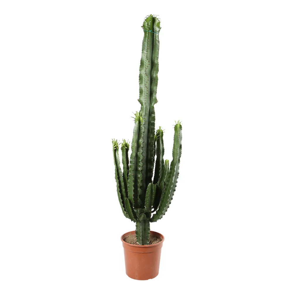 Euphorbe erythrea H120cm : pot Ø25cm