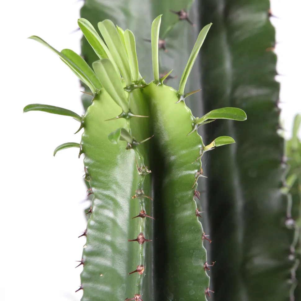 Euphorbe erythrea H120cm : pot Ø25cm