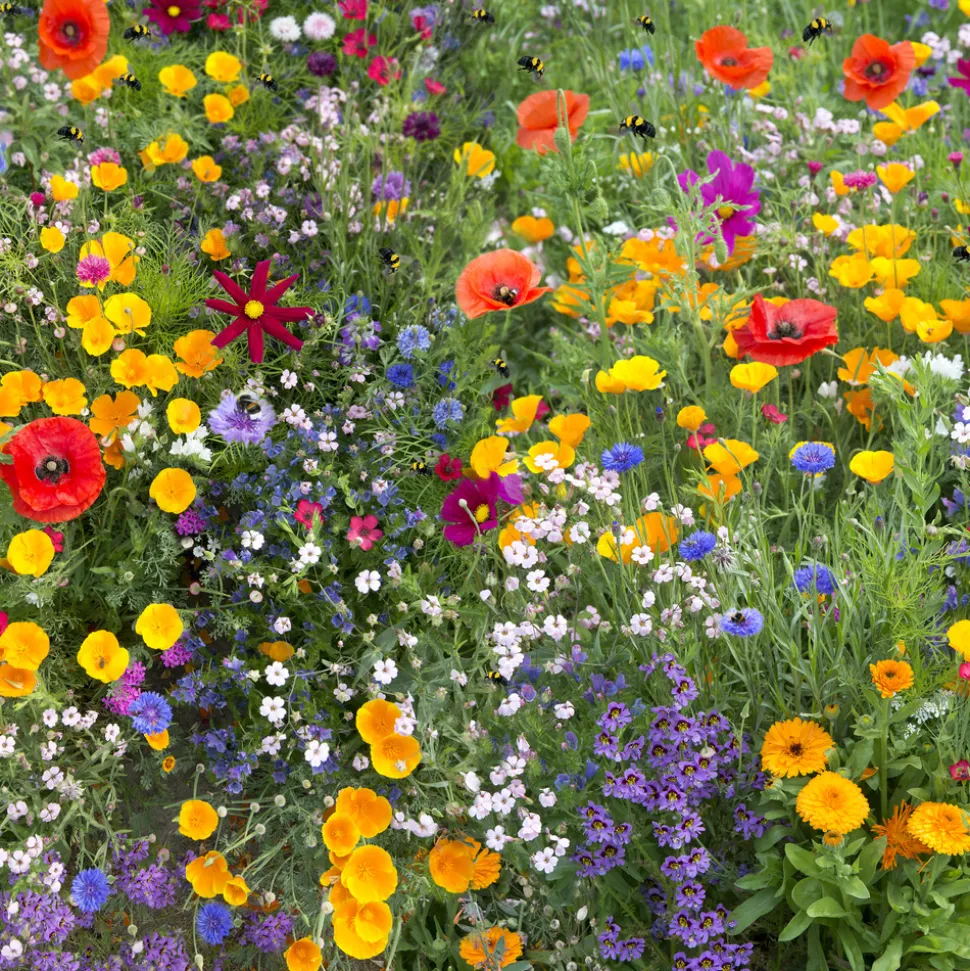 EUROPA GREEN - Mélange de fleurs pour papillons (17m2) - gazon japonais
