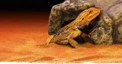EXO TERRA - Cachette reptile grotte petit
