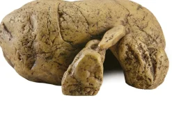 EXO TERRA - Cachette reptile grotte petit