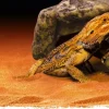 EXO TERRA - Cachette reptile grotte grand