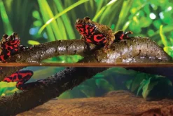 EXO TERRA - Liane articulée - jungle vine small - décoration pour terrarium destiné aux reptiles (lézards, serpents, tortues), amphibiens et