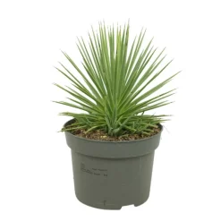 EXOTENHERZ - Agave striata var. Nana agave porc-épic pot 12cm