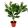EXOTENHERZ - Arbre du temple hawaïen - plumeria - couleur surprise