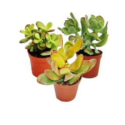 EXOTENHERZ - Arbre monétaire, 3 espèces différentes de crassula en pot de 5,5cm