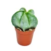 EXOTENHERZ - Astrophytum myriostigma - chapeau d'évêque - dans un pot de 5,5 cm