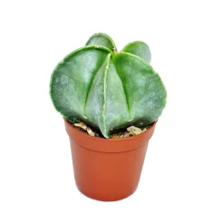 EXOTENHERZ - Astrophytum myriostigma - chapeau d'évêque - dans un pot de 5,5 cm