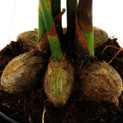 EXOTENHERZ - Betelnusspalme - areca catechu - zimmerpalme - betelpalme - 12cm topf