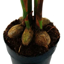 EXOTENHERZ - Betelnusspalme - areca catechu - zimmerpalme - betelpalme - 12cm topf