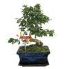 EXOTENHERZ - Bonsaï fukientee - carmona microphylla - environ 8 ans