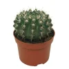 EXOTENHERZ - Cactus notocactus submammulosus parodia cactus à entretien facile pot 12cm