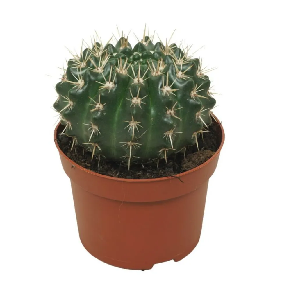 EXOTENHERZ - Cactus notocactus submammulosus parodia cactus à entretien facile pot 12cm