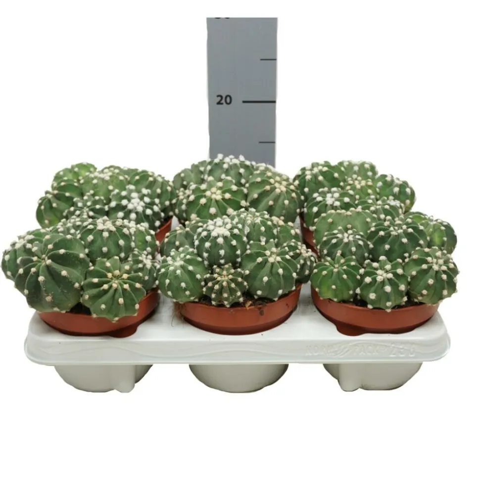EXOTENHERZ - Cactus paysan echinopsis multiplex cactus facile à entretenir avec de superbes fleurs 12cm