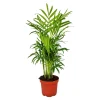 EXOTENHERZ - Chamaedorea elegans - palmier de montagne - 3 plantes
