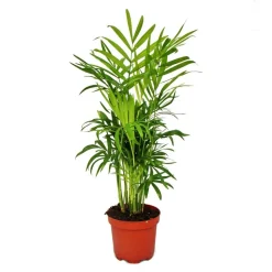 EXOTENHERZ - Chamaedorea elegans - palmier d'intérieur - palmier de montagne 12cm pot