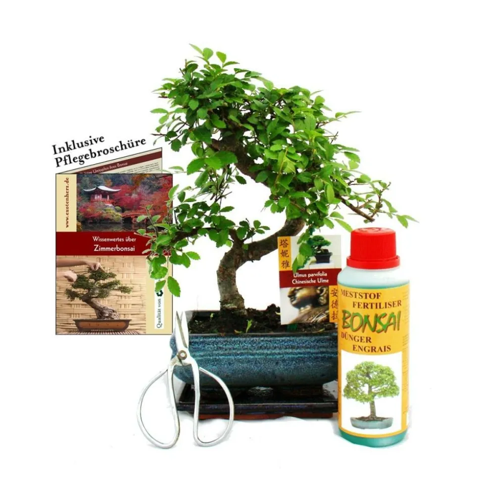 EXOTENHERZ - Coffret bonsaï bonsaï "ulmus" - orme de chine - env. 6 ans - set débutant