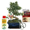 EXOTENHERZ - Coffret bonsaï bonsaï "carmona" - fukientee - ca. 8 ans - set débutant