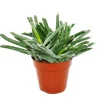 EXOTENHERZ - Cotyledon elephants trunk" - plante à trompe d'éléphant - succulente - en pot de 12cm"