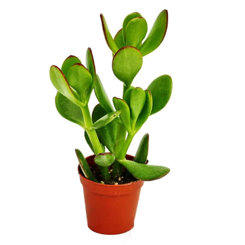 EXOTENHERZ - Crassula portulacea - arbre à argent - en pot de 8,5cm