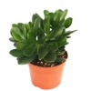 EXOTENHERZ - Crassula portulacea - arbre à argent - grande plante en pot de 12cm