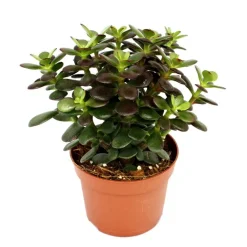 EXOTENHERZ - Crassula portulacea minor - pfennig - grande plante en 12cm