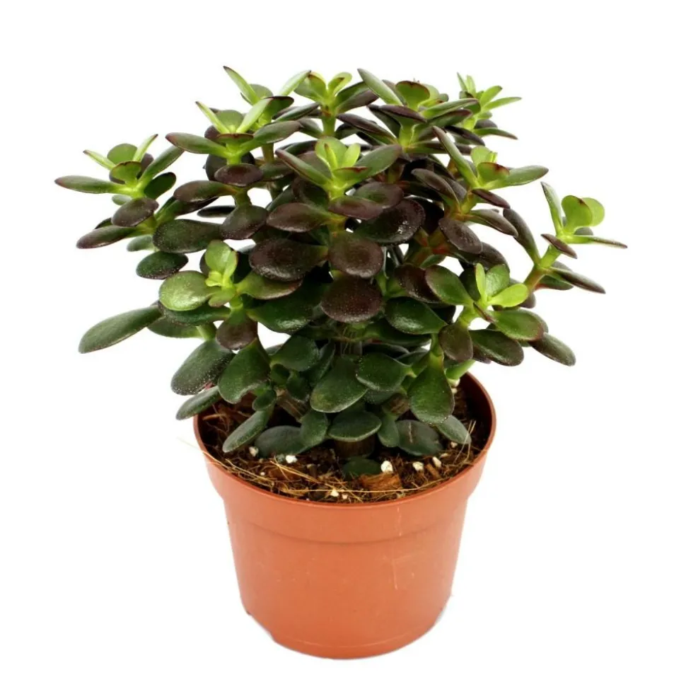 EXOTENHERZ - Crassula portulacea minor - pfennig - grande plante en 12cm