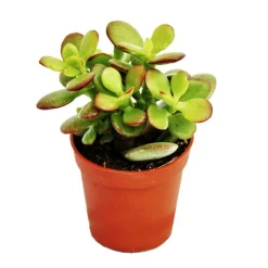 EXOTENHERZ - Crassula portulacea minor - pfennigbaum - en pot de 8,5cm
