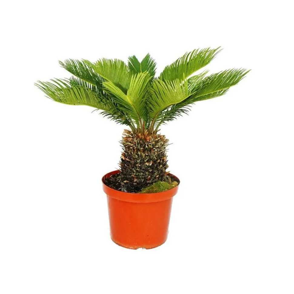 EXOTENHERZ - Cycas revoluta - fougère palmiste japonaise en pot de 28cm